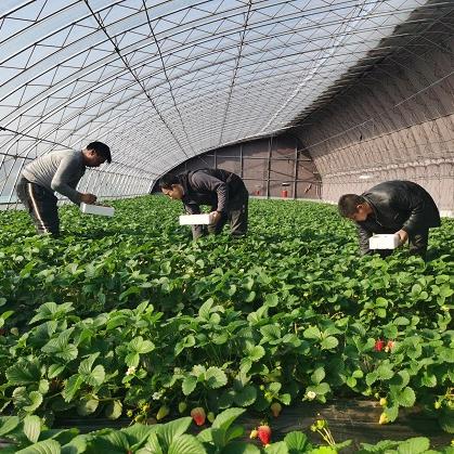 保定市大棚骨架生产的长尾关键词有什么