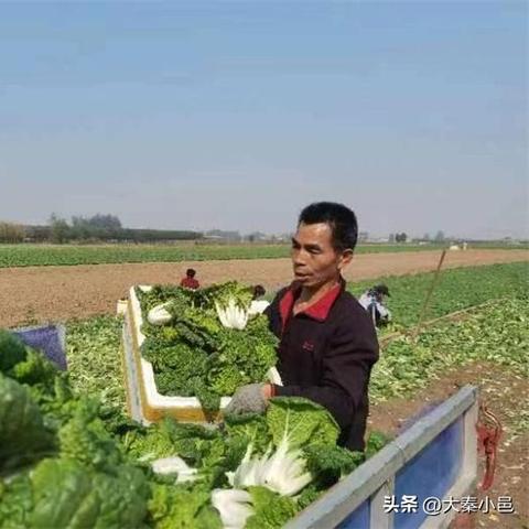 济南白菜滩相关长尾关键词有哪些