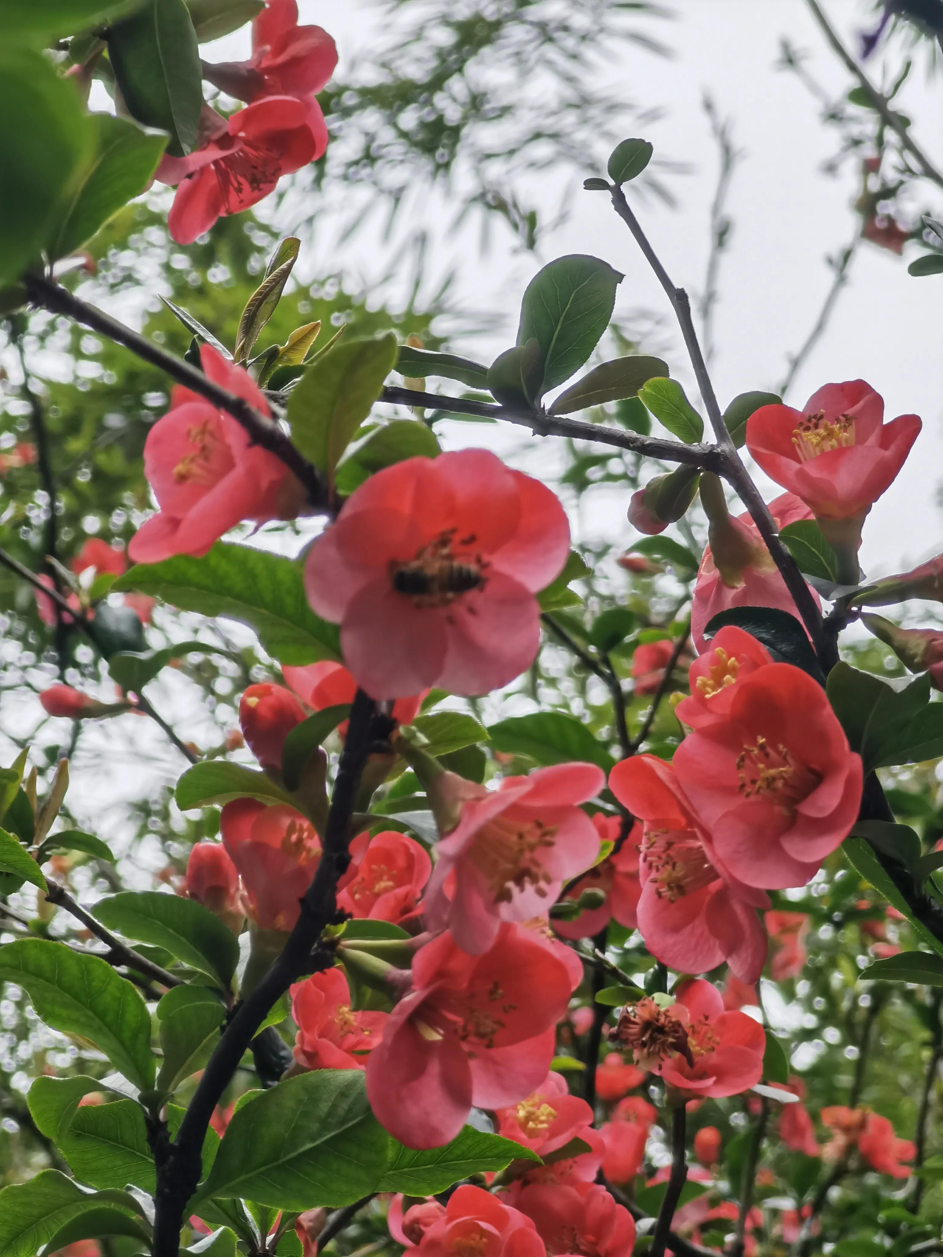 铁海棠花家里养吉利不吉利,家里适合买什么中大型植物?