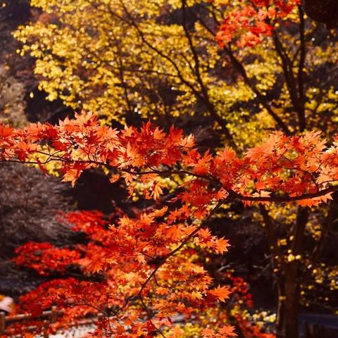 沈阳看枫叶最佳地点？