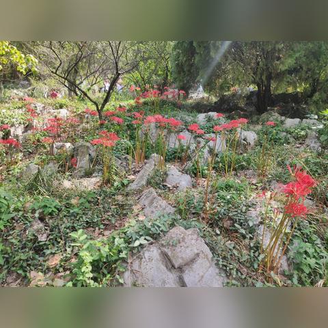 [苏州金庭天气预报]长尾关键词有什么