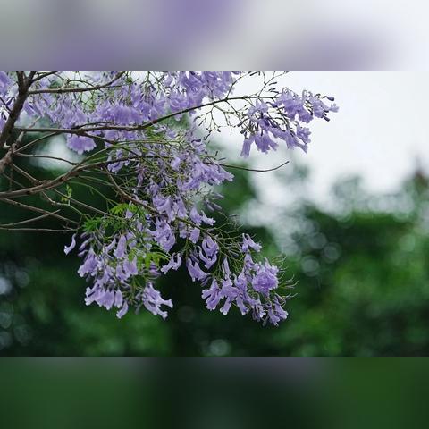 厦门的春天为何落叶纷飞？