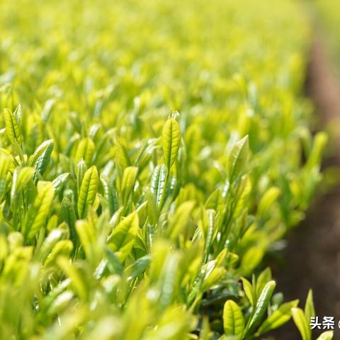 福建有什么绿茶