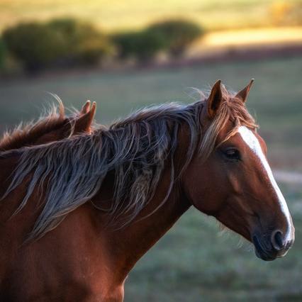十二生肖属马的每月运势(十二生肖属马的每月运势运程)
