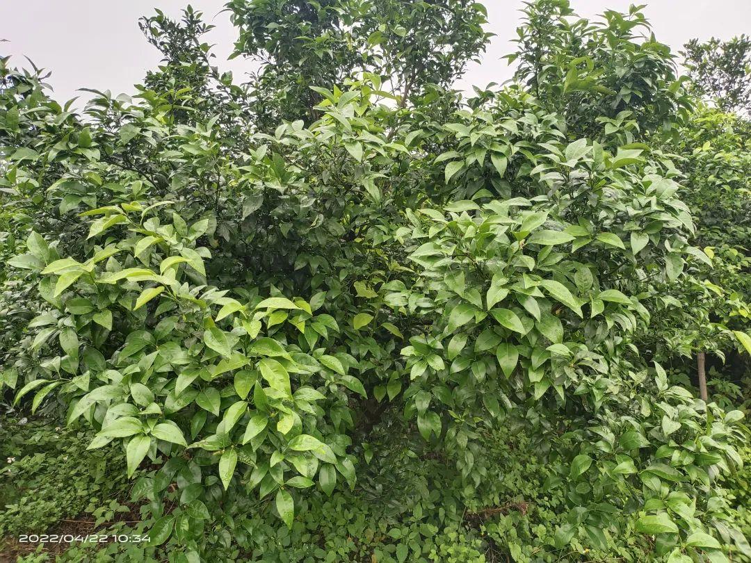 柑橘幼果发育方法（柑橘如何进行套袋）