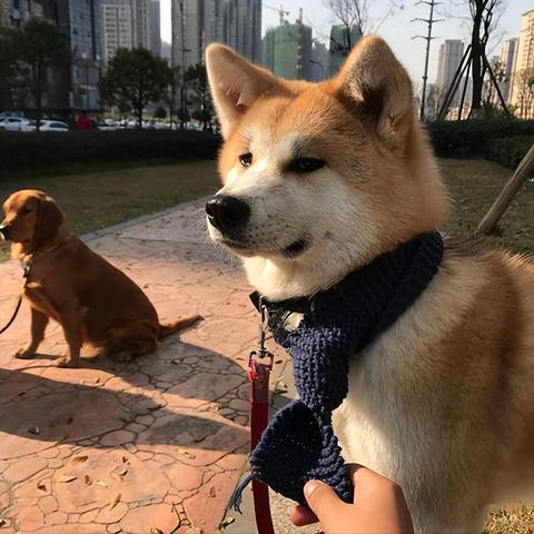 关于狗狗在上海养多少钱相关关键词有哪些