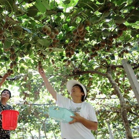 临沂市农产品交易的长尾关键词有哪些