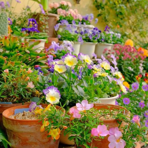 珍珠奶茶月季优缺点？