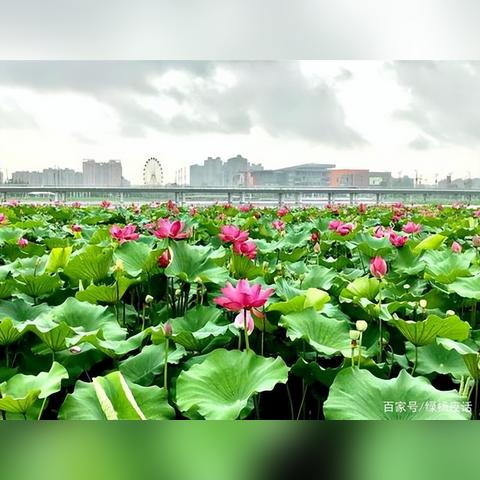 长沙市什么地方看荷花