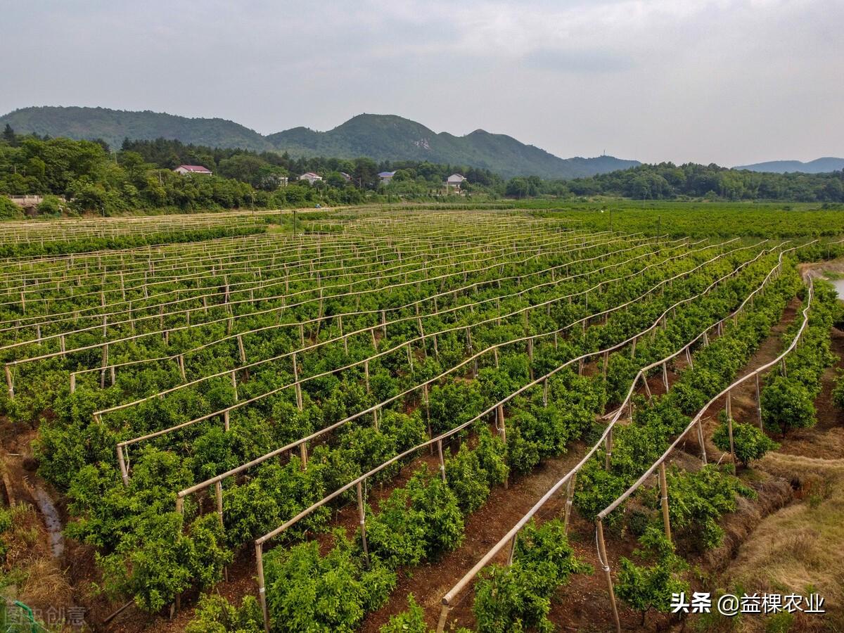 柑橘栽培技术培训方案设计模板（如何提高坐果率）
