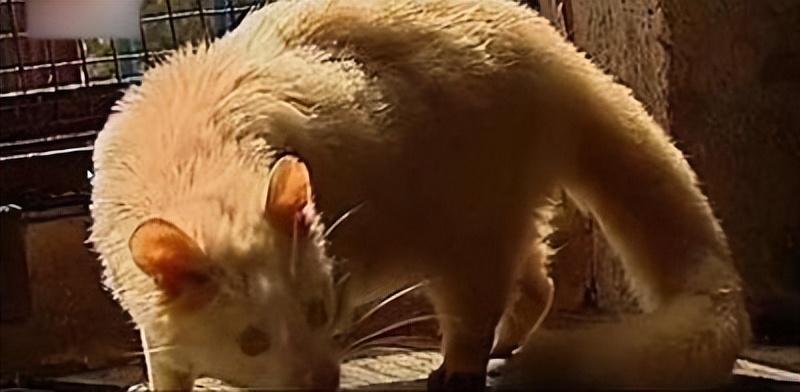 猪宝宝起名网免费取名,搞笑名字大集合