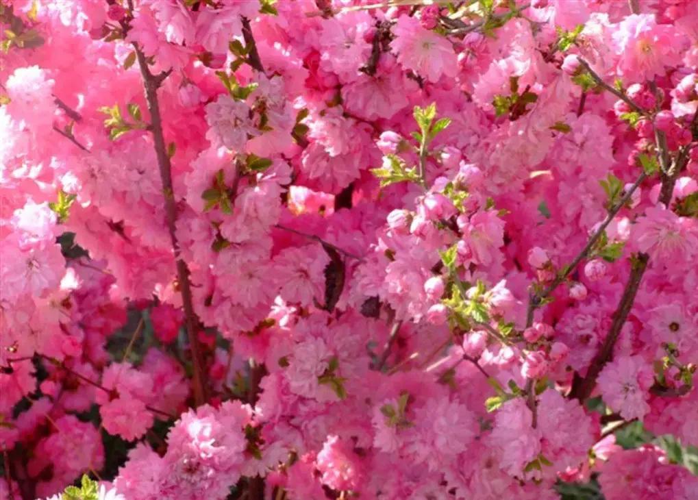 桃花什么时候开花季节春夏秋冬,桃花几时开始开花?