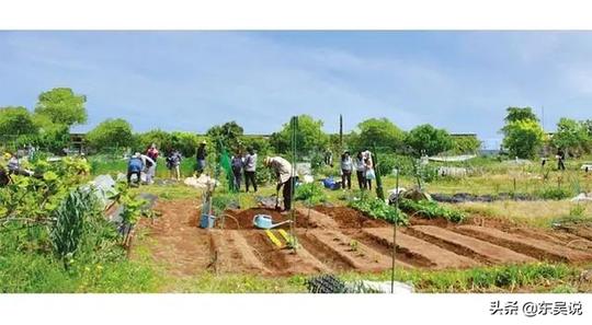 说创新|土地增效30倍，日本的myfarm共享农场是这样做的