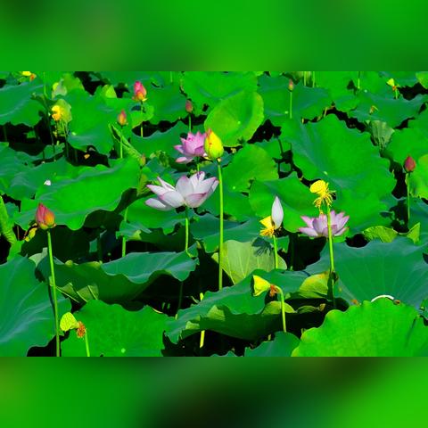 桂林附近哪里的荷花最多？