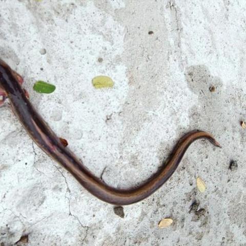 东莞市野钓鱼群有哪些