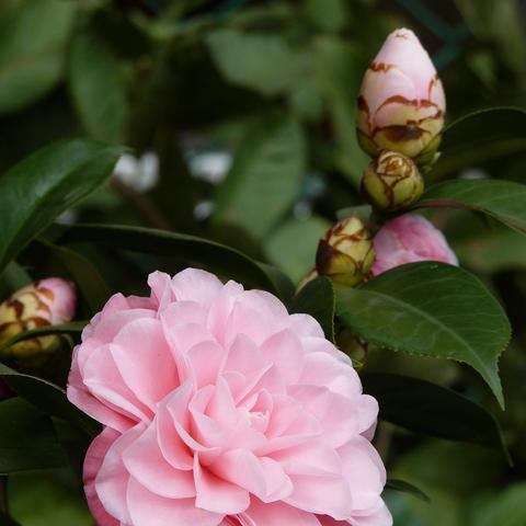 宁波市旳市花是什么