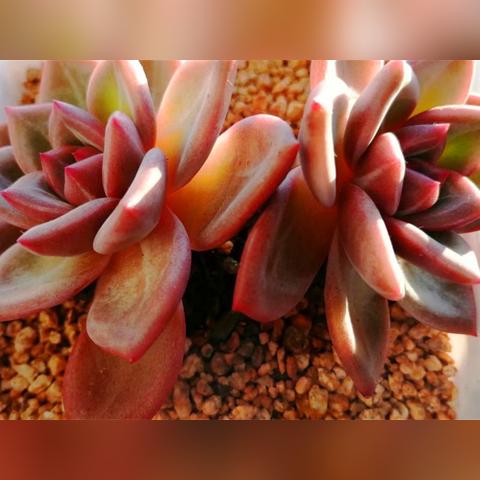 为什么算命人可以看出生死_为什么算命人可以看出生死(算命为什么能算出来你的经历)