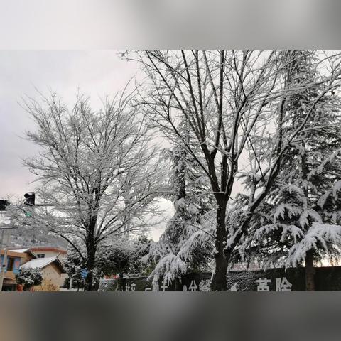 兰州虎年春雪图片大全的相关长尾关键词有哪些