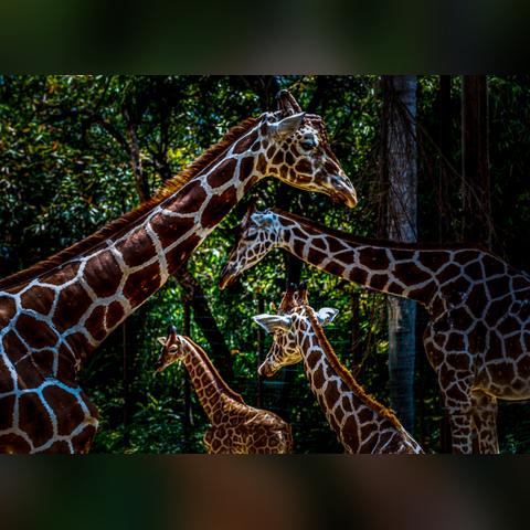 虎年福建文字图片的相关长尾关键词有哪些