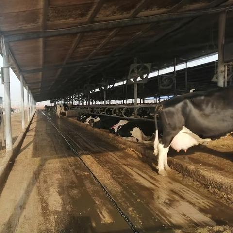 河南畜牧牛舍风机怎么样