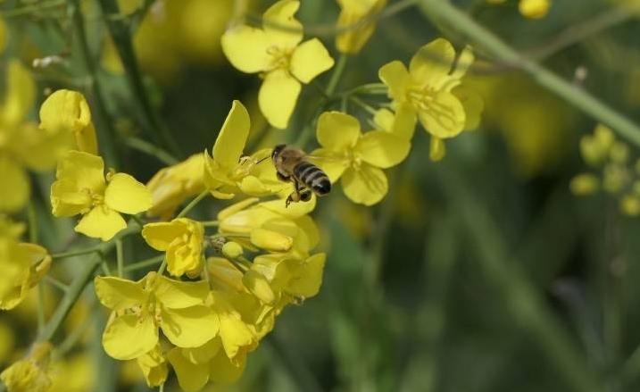 相得益彰打一生肖，精选落实