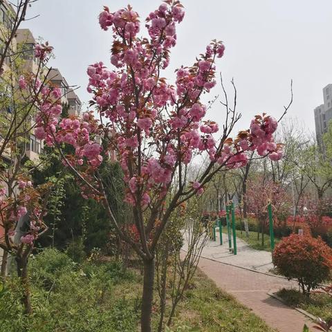济南市日照路上是什么花