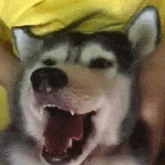 生肖龙生肖狗运势如何(2021年属龙狗人的全年运势)