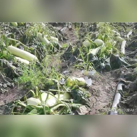 张家口沽源气温是多少的长尾关键词有什么