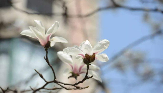 关于玉兰花的诗句