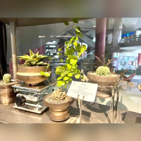 植物大战僵尸融合版下载免费（植物大战僵尸融合版下载免费攻略）