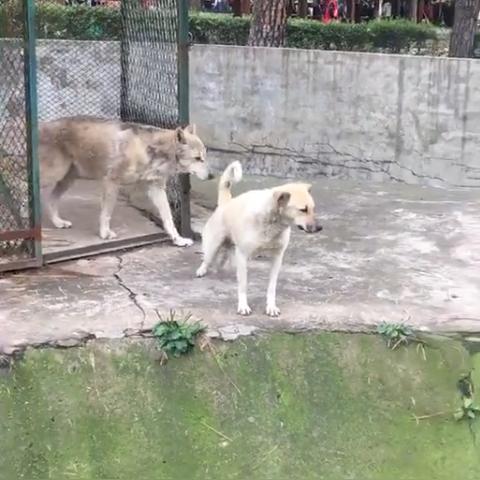 武汉市禁养什么狗品种的