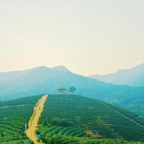 杭州市最多茶园在哪个区