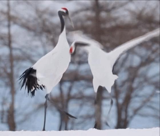 原神怎么去鹤岛（原神鹤与白兔的诉说怎么触发）