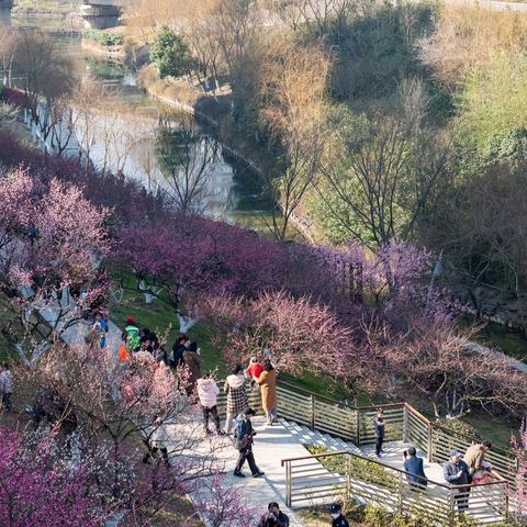 合肥最佳赏梅地点相关长尾关键词有哪些