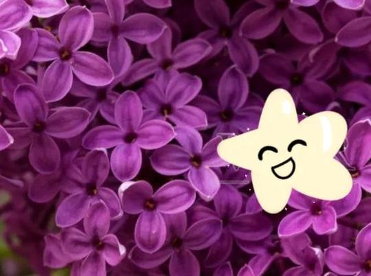 唯美的丁香花，送给你一个愉快的好心情