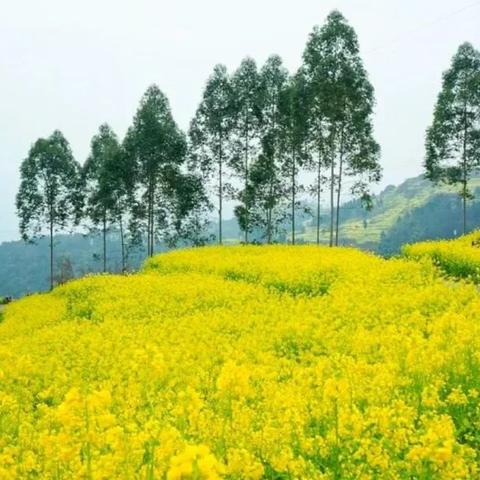 成都市看油菜花地方在哪里