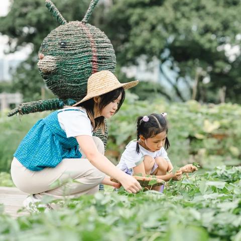 广州市种植什么蔬菜