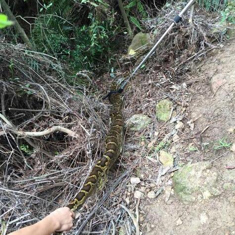 信宜山羊批发一手货源的长尾关键词有哪些