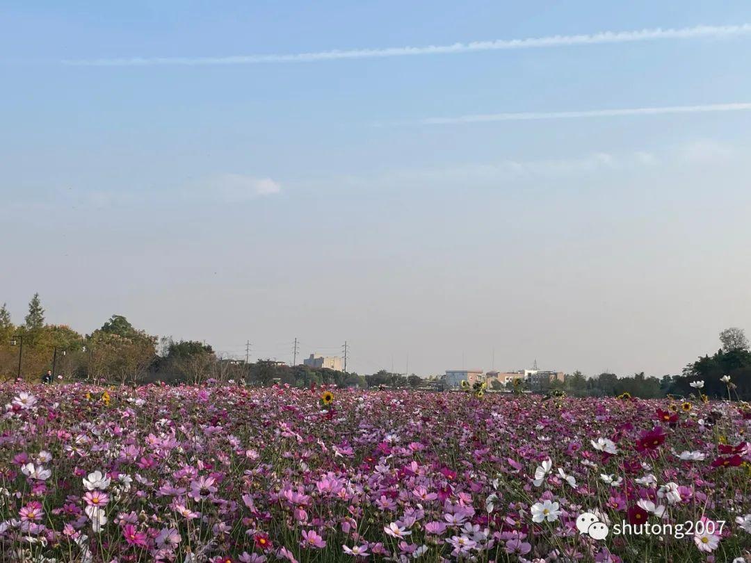 波斯菊寓意象征意义,西凉花是什么寓意?