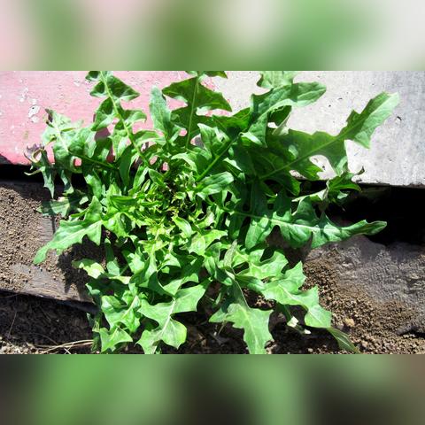 成都市巴山坡野菜馆地铁站的长尾关键词有什么