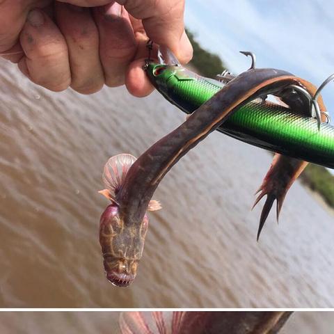 河南透明的鸡蛋叫什么