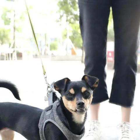 成都市在哪里有宠物市场