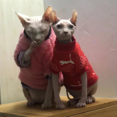 河南九猫怎么样
