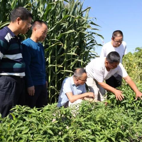 兰州市果蔬茶哪里有卖呀