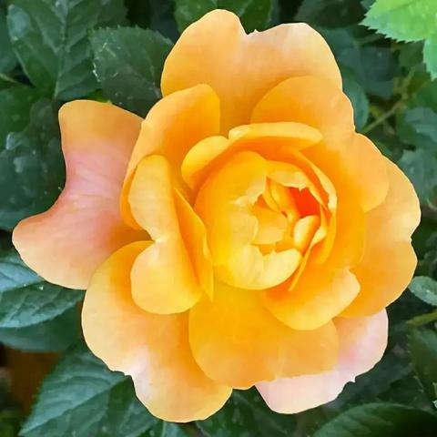 美丽灿烂电影免费观看的长尾关键词有哪些