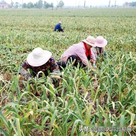 河南蒜今天价格的相关长尾关键词有哪些