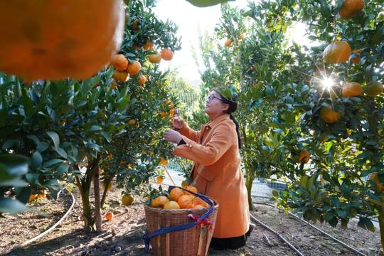 这个冬季！到云南昌宁泡温泉摘橘子