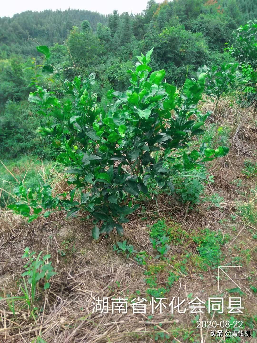 柑橘栽培技术试题及答案大全图片（奥林达柑橘种植技术）