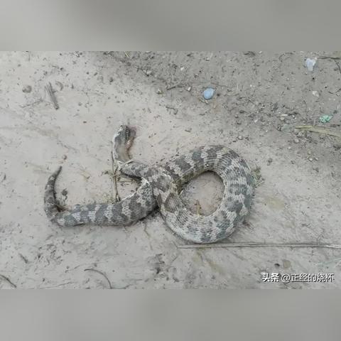 石家庄市别名是什么