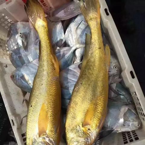 福建黄鱼是海鱼还是淡水鱼？